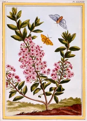 Laurier des moutons (Kalmia augustifolia), vers 1766